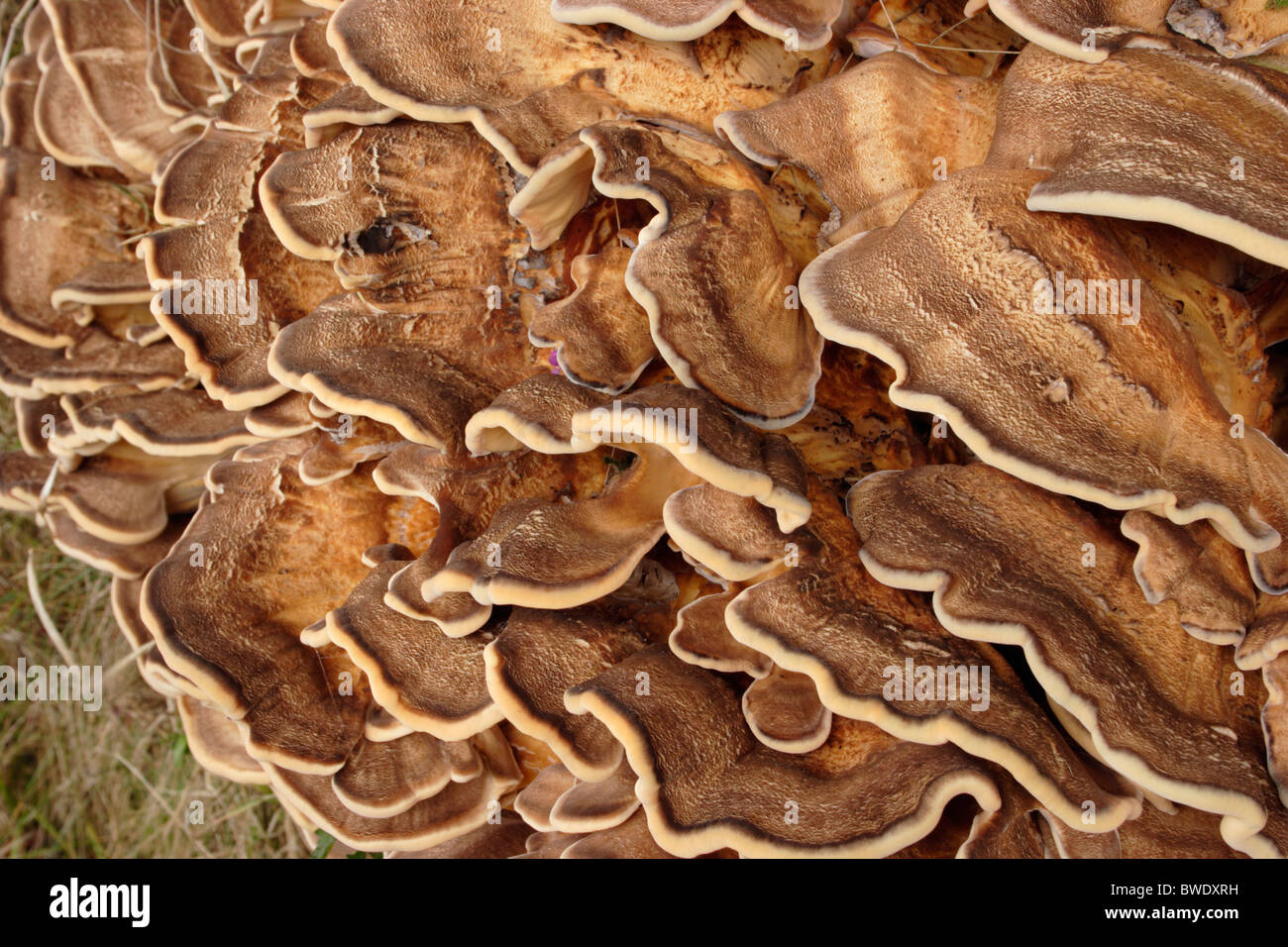 Riesige Polypore Pilz (Meripilus Giganteus) auf eine Buche, UK. Stockfoto