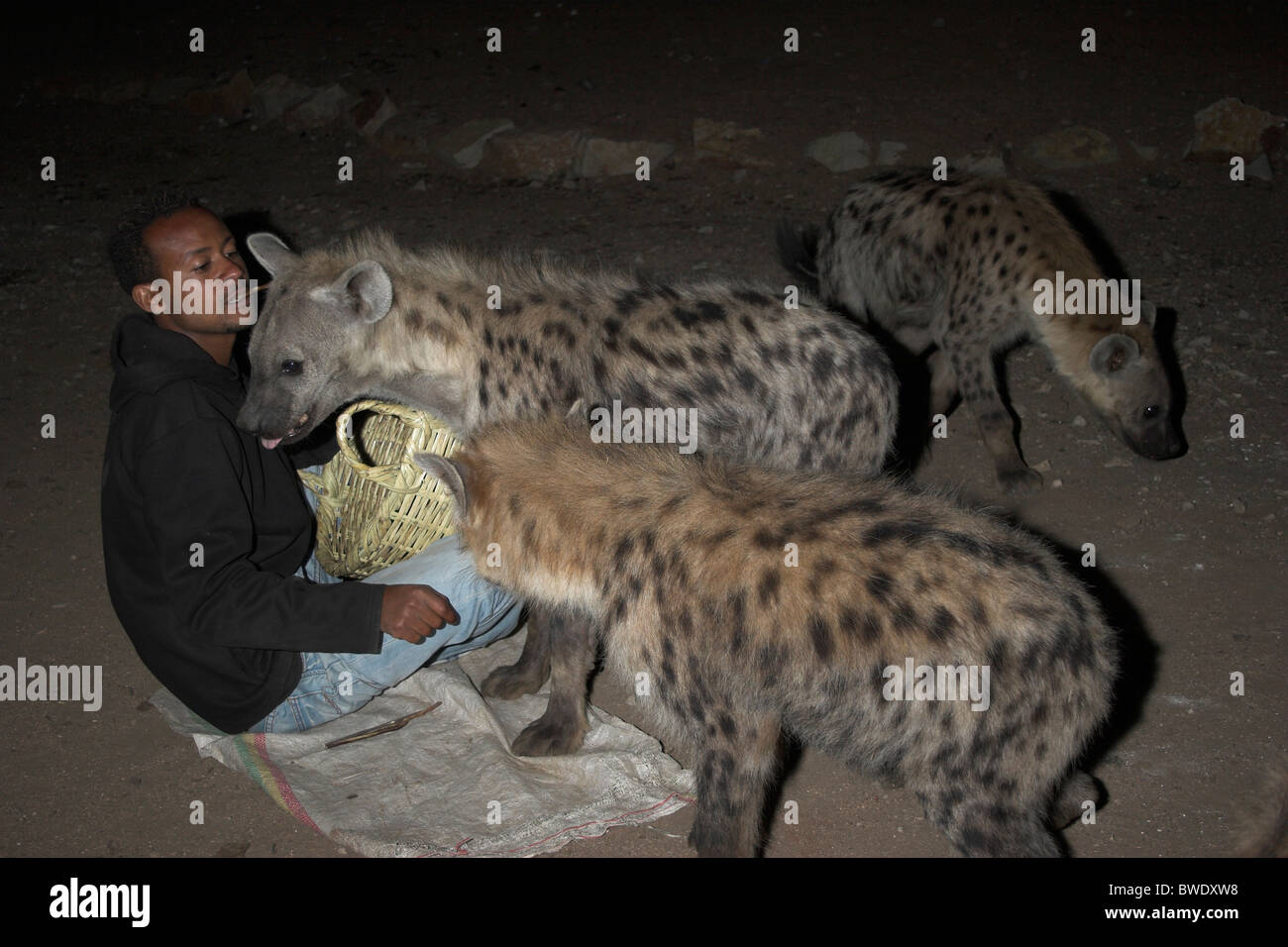 Mann, die Fütterung sotted Hyänen Harar Äthiopien Stockfoto