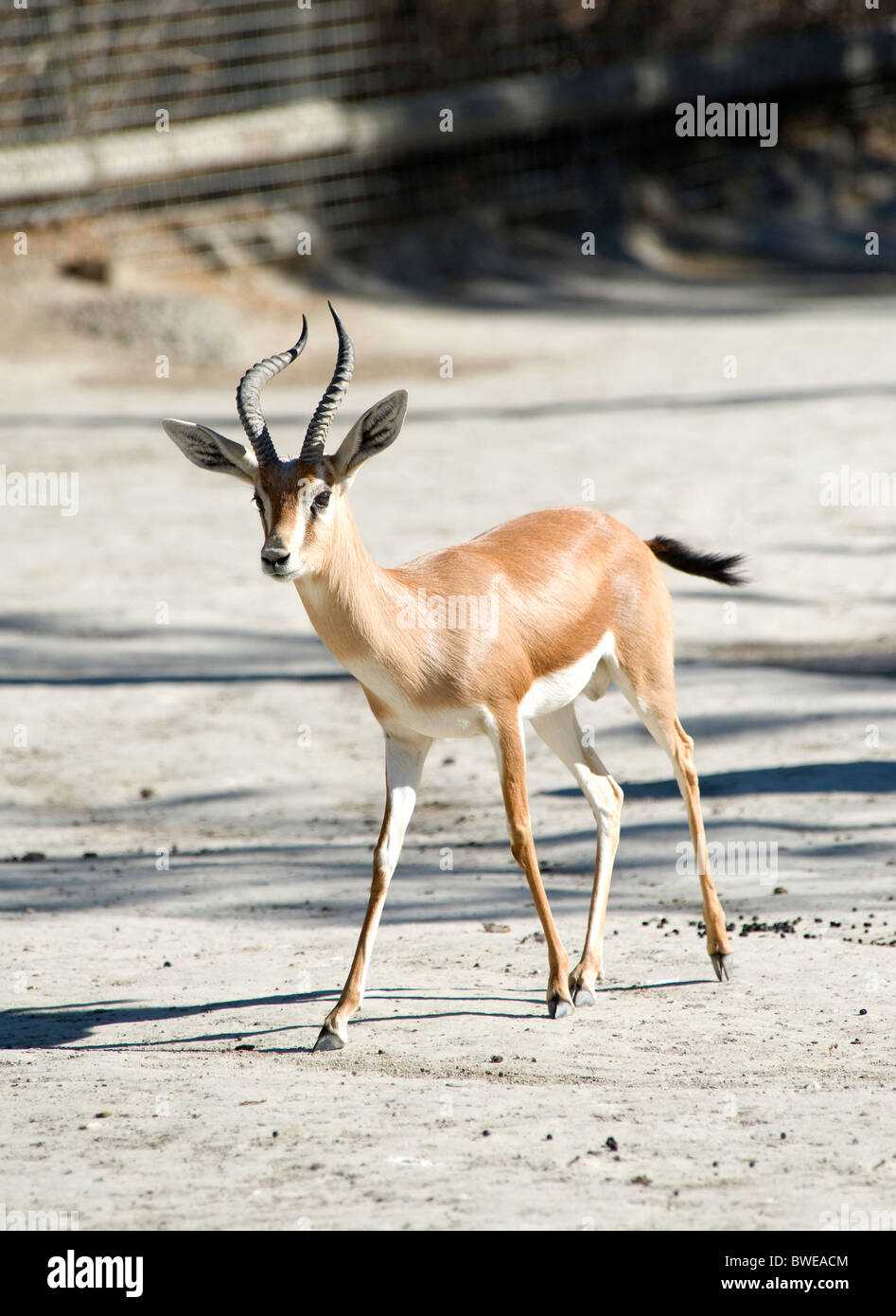 Dorcas Gazelle zu Fuß Stockfoto