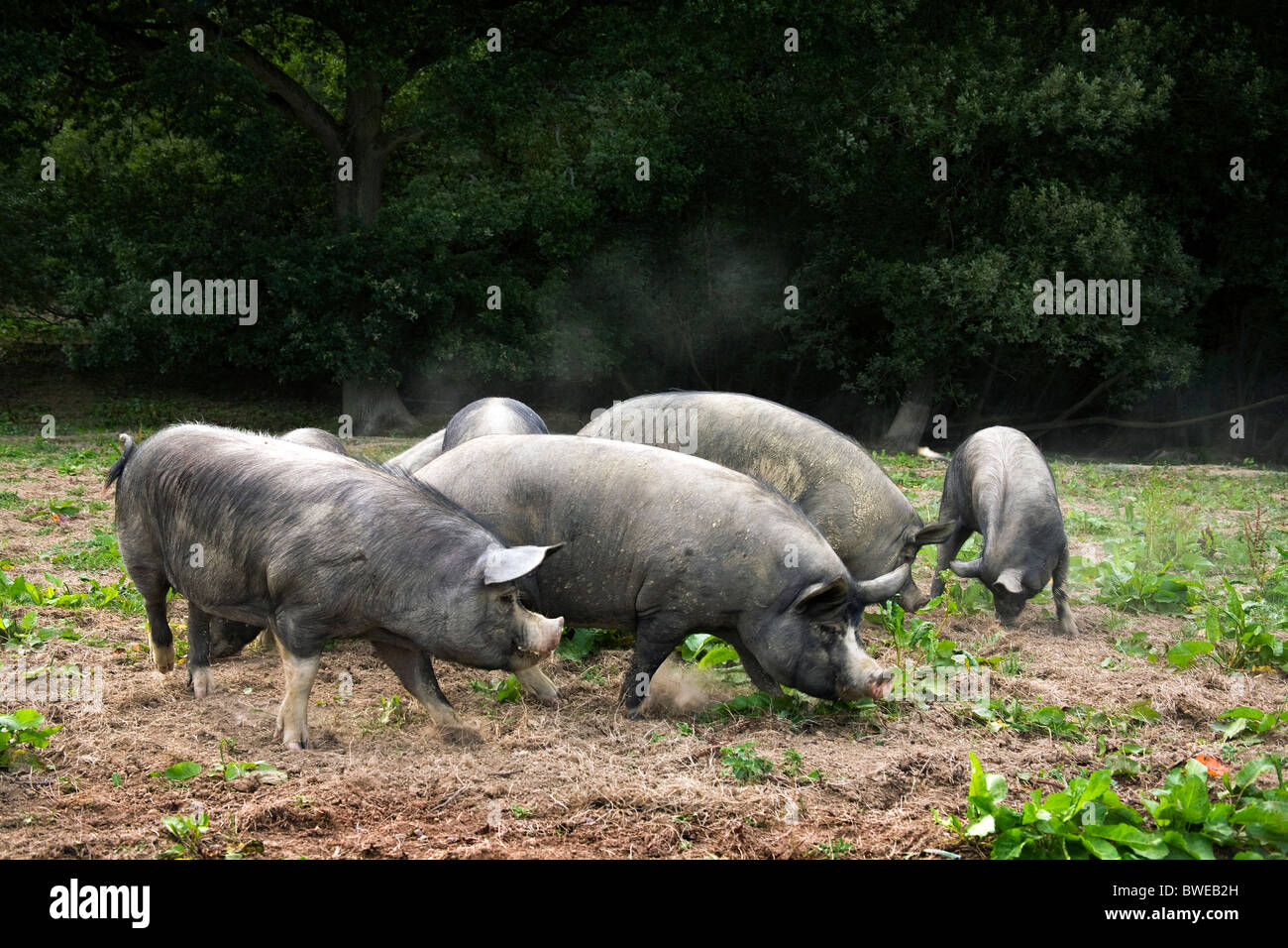 Freilandhaltung Berkshire-Schweine auf Nahrungssuche in ein Feld und Wald am Hurst Green Sussex UK Stockfoto