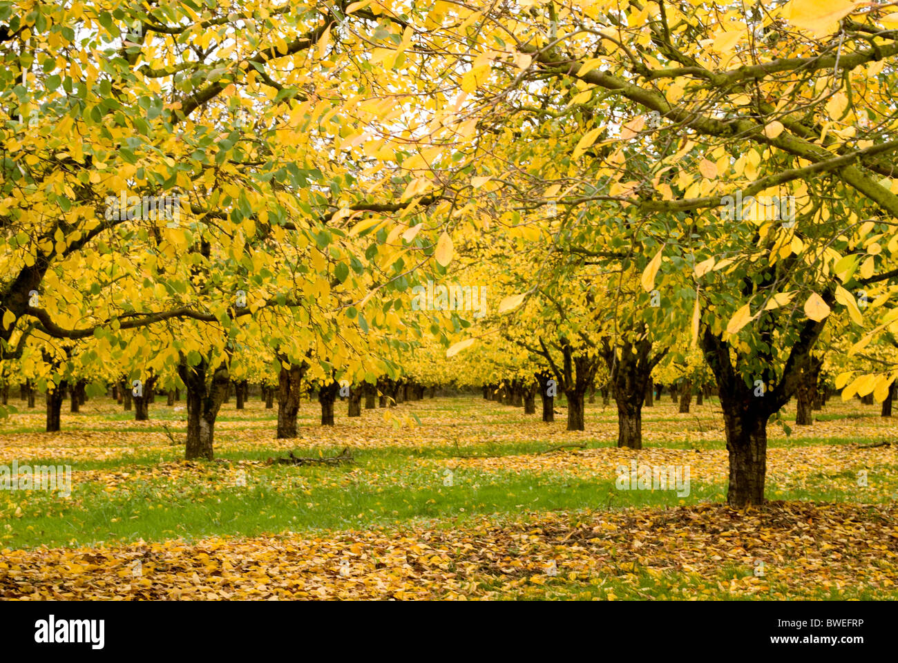 Herbstlaub auf Pflaumen-Bäume Stockfoto