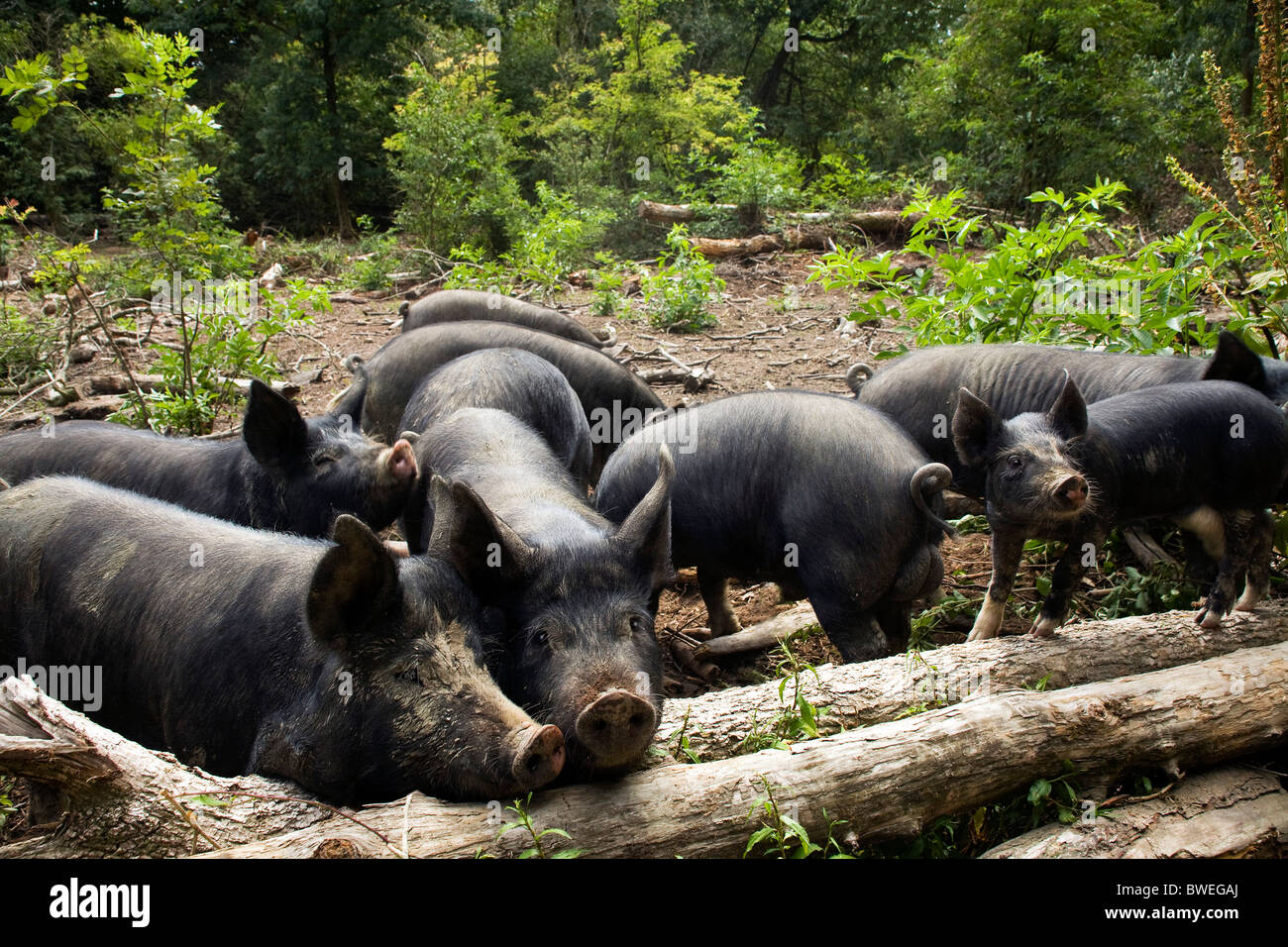 Freilandhaltung Berkshire-Schweine und Ferkel auf Nahrungssuche im Wald bei Coopers Farm, Stonegate East Sussex UK Stockfoto