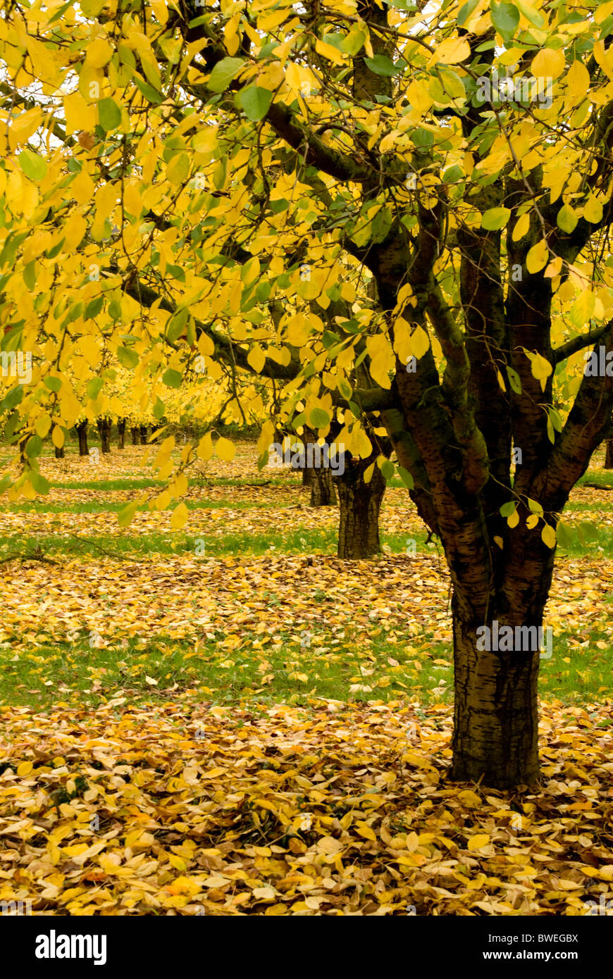 Herbstlaub auf Pflaumen-Bäume Stockfoto