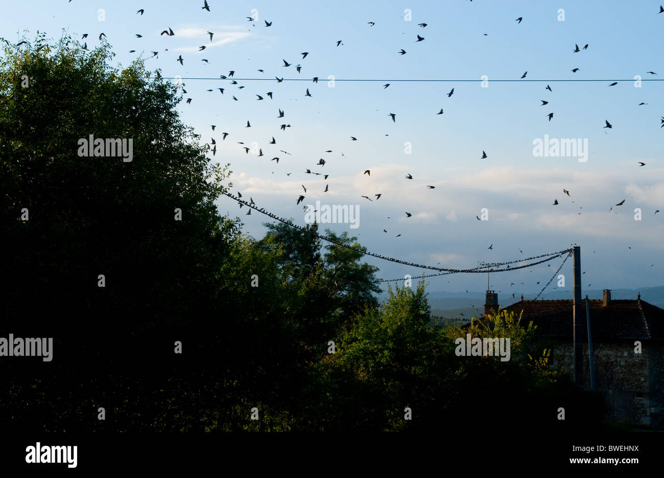 Schwalben, die Schlange, bereit zum Migrieren in Südwest-Frankreich Stockfoto