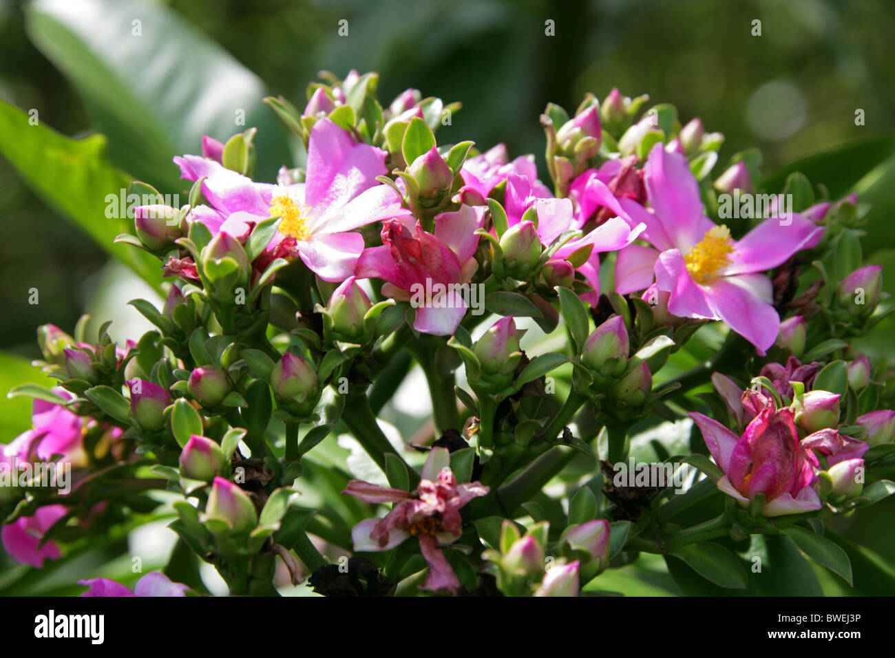 Rosa blühender Strauch, Hluhluwe, Südafrika Stockfoto