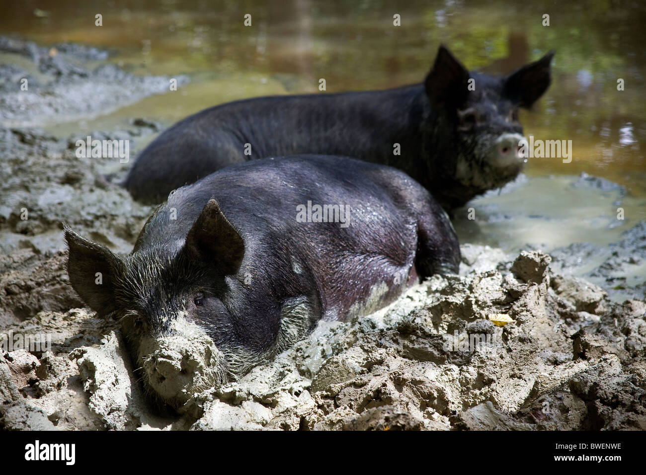 Freilandhaltung Berkshire-Schweine glücklich schwelgen in schlammigen Ton im Teich bei Coopers Farm, Stonegate East Sussex UK Stockfoto