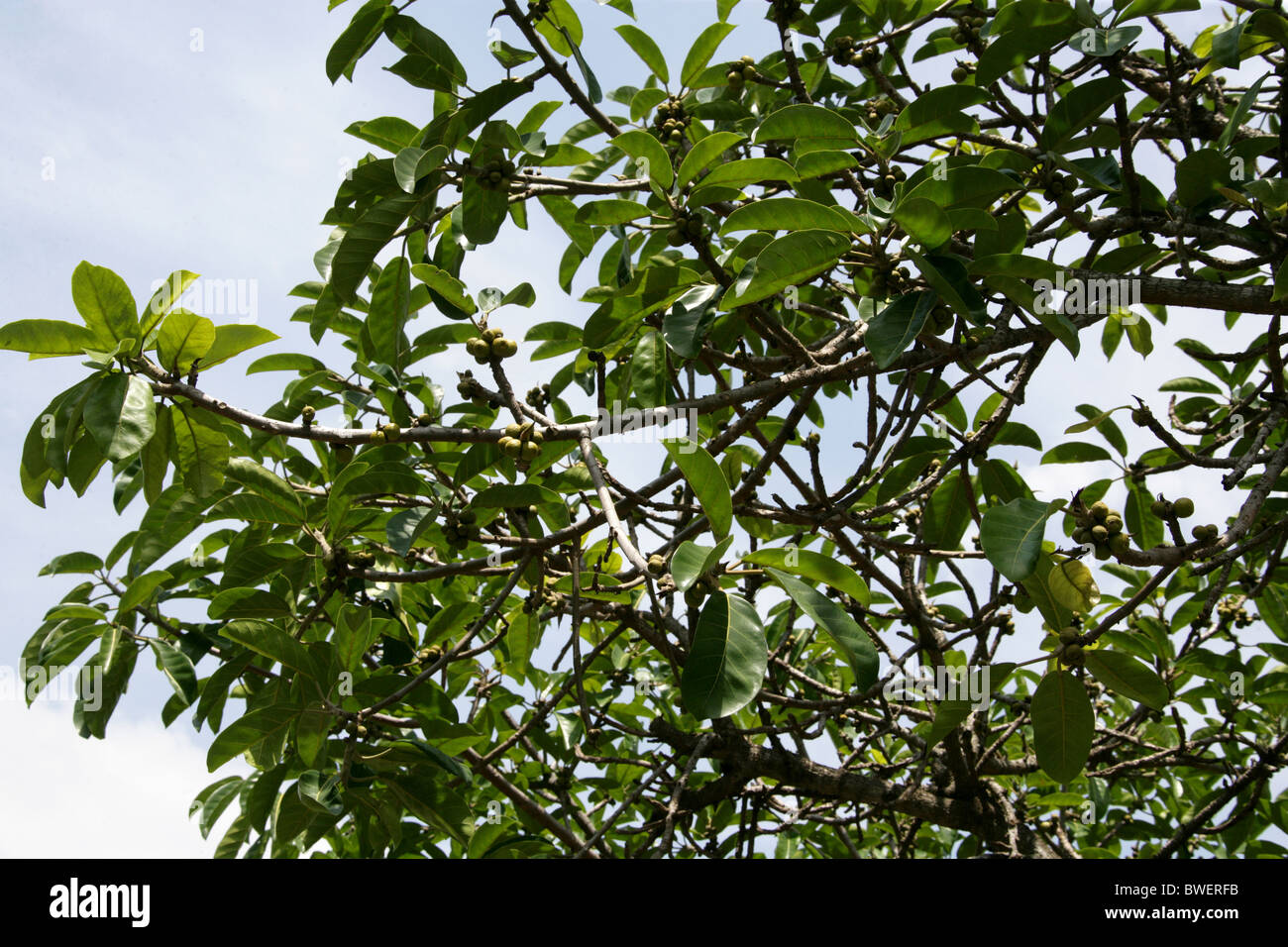 Großen Leaved Fig, Riesen-blättrige Fig, Kaffir Feigen, Ficus Lutea, Moraceae. Hluhluwe, Kwazulu Natal, Südafrika Stockfoto