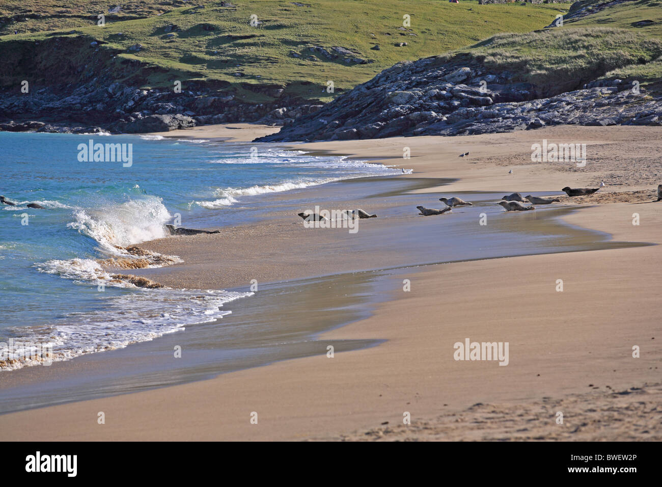 UK Schottland Highland äußeren Inseln Hebriden Insel von Mingary Seehunde am Strand Stockfoto