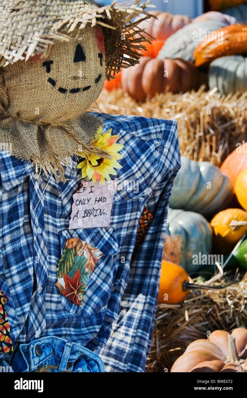 Eine liebenswerte Vogelscheuche ist im Herbst Kürbisse und Kalebassen an einen örtlichen Bauernmarkt umgeben. Stockfoto