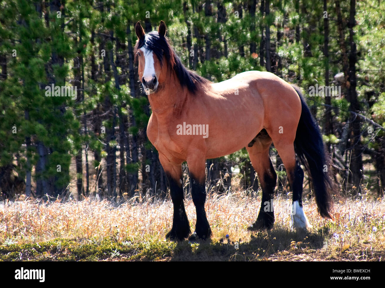 Hengst bewacht seine Herde von Stuten.  Er positioniert sich zwischen mir und dem Rest der Herde.  Sein Auftreten ist bedrohlich. Stockfoto