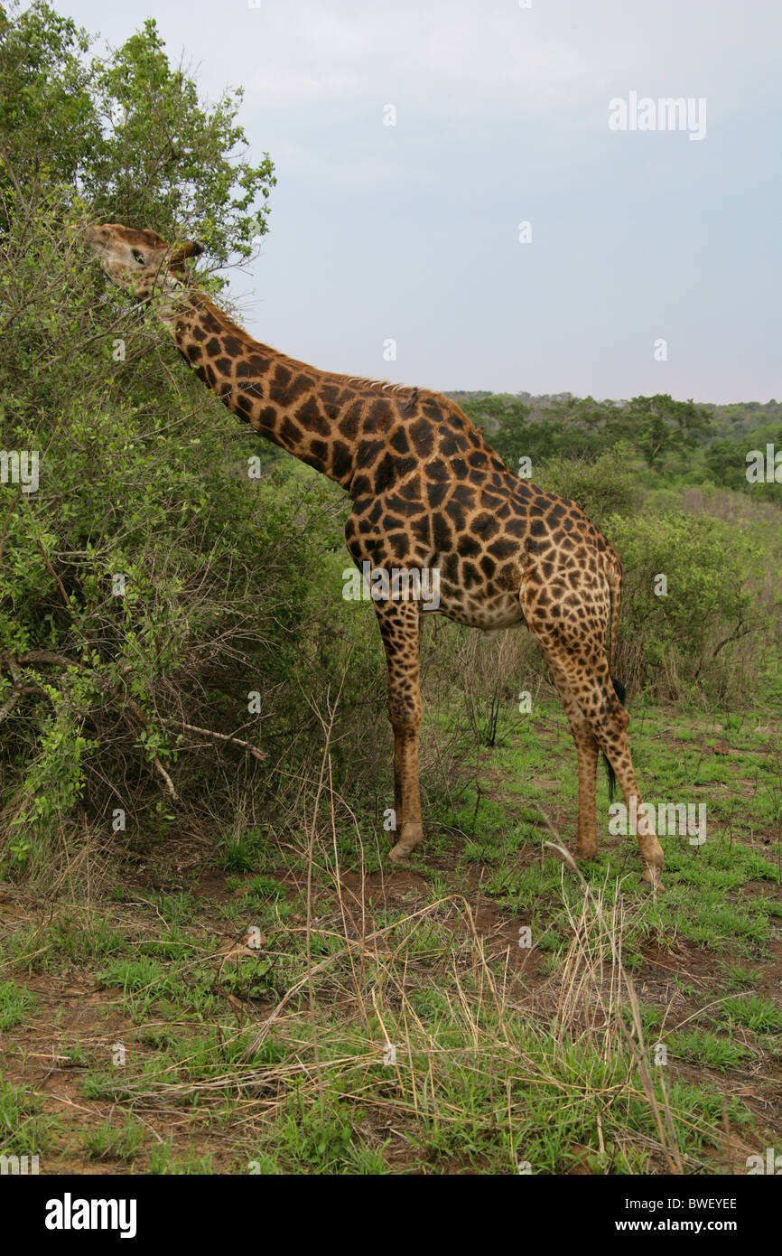 South African Giraffe, Giraffa Giraffe Giraffa, Giraffidae. Hluhluwe