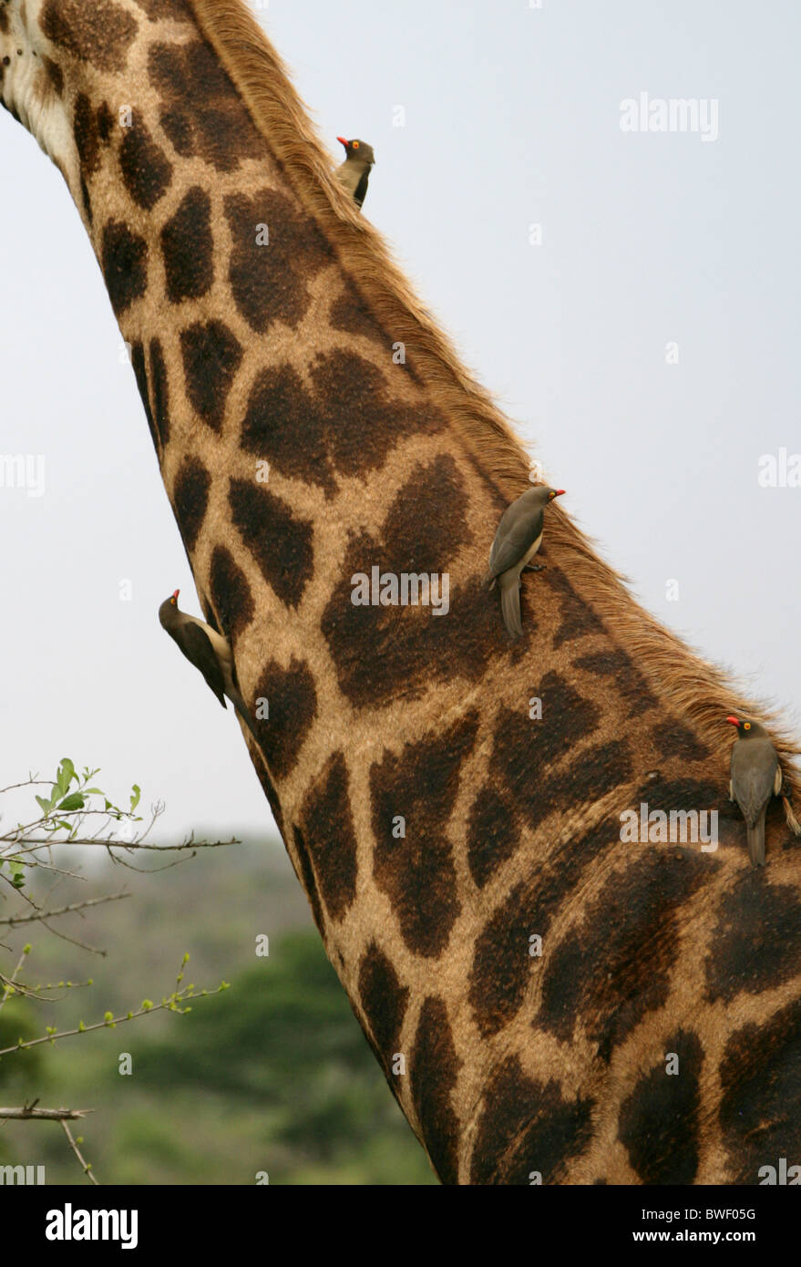 Rot-billed Oxpecker Buphagus Erythrorhynchus, Buphagidae. Vier Vögel auf einer südafrikanischen Giraffe. Stockfoto