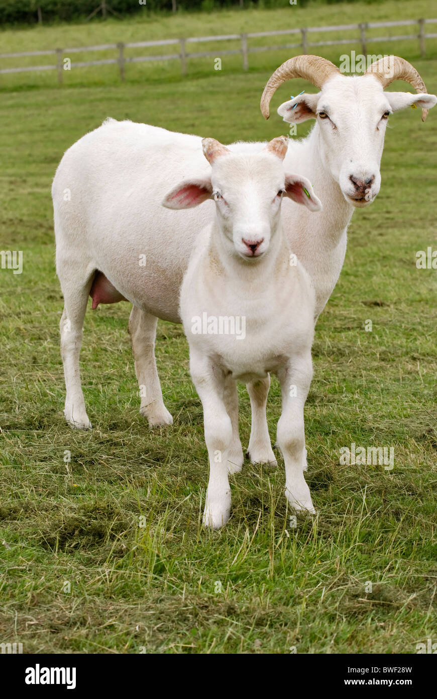 Wiltshire Horn Schafe mit Lamm im Feld Stockfoto