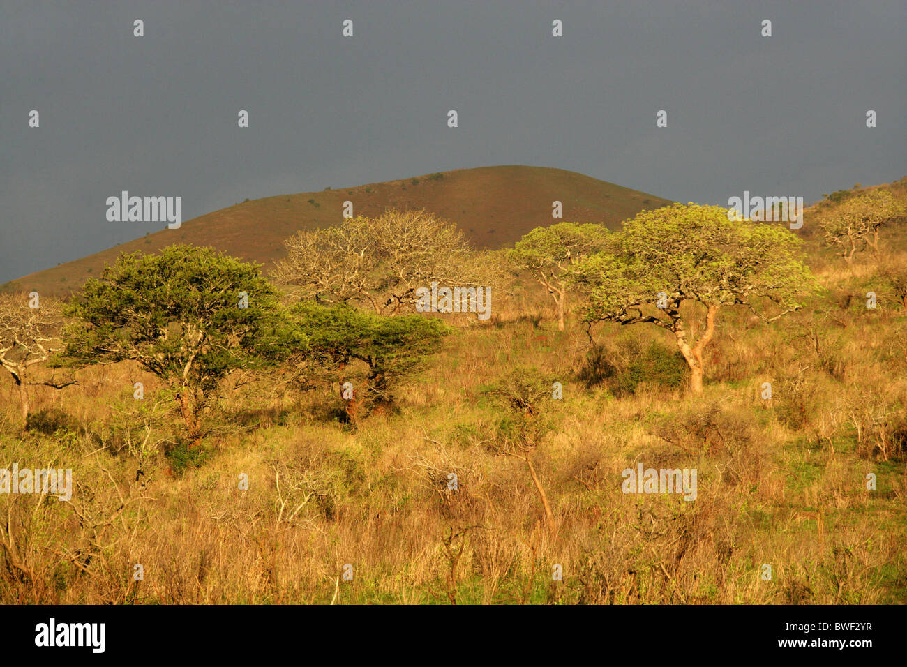 Sonnenschein nach dem Sturm, Hluhluwe Umfolozi Game Reserve, Kwazulu Natal, Südafrika. Stockfoto