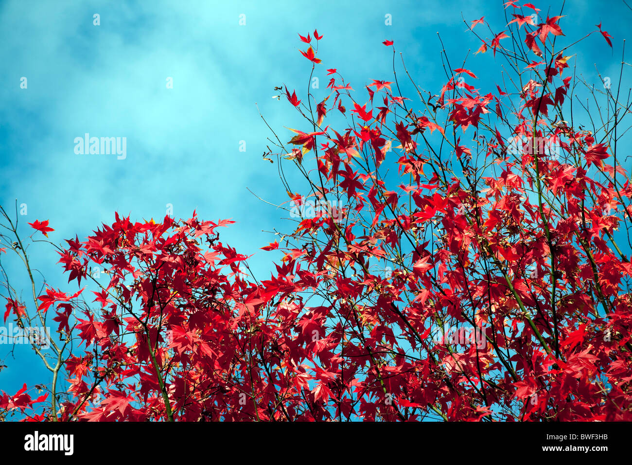 japanische Acer Werk verlässt vor blauem Himmel Stockfoto