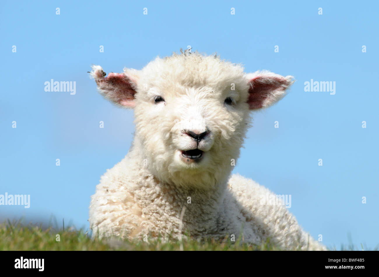 Neuseeland Lamm Stockfoto