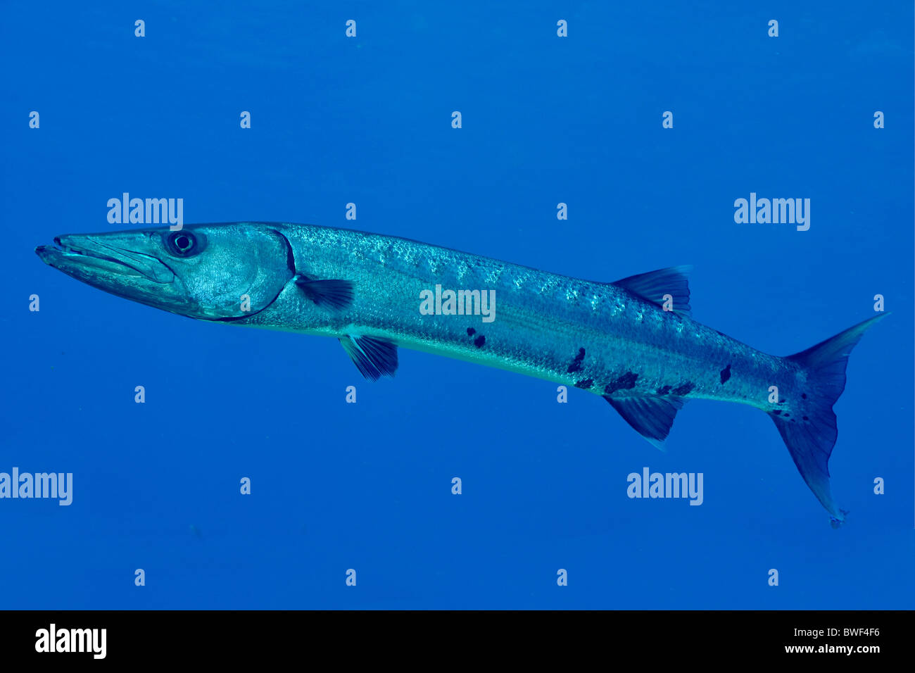 Großer Barracuda (größten Barracuda) verbreitet in den meisten tropischen Gewässern. Potenziell gefährlich, wenn Sie provoziert werden können. Cozumel Stockfoto