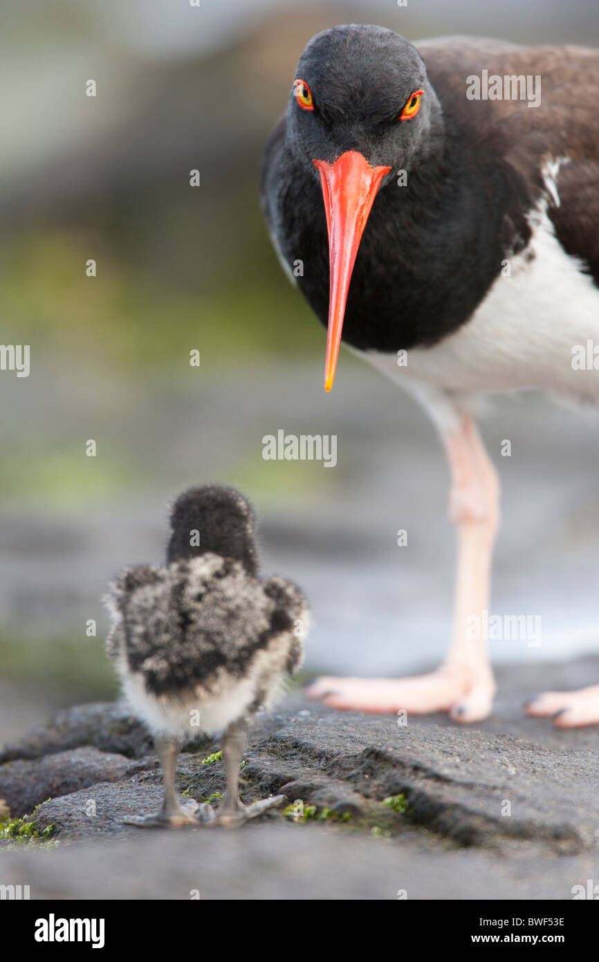 Amerikanischer Austernfischer (Haematopus Palliatus Galapagensis), Galapagos Unterart Elternteil mit der flaumigen Küken Stockfoto