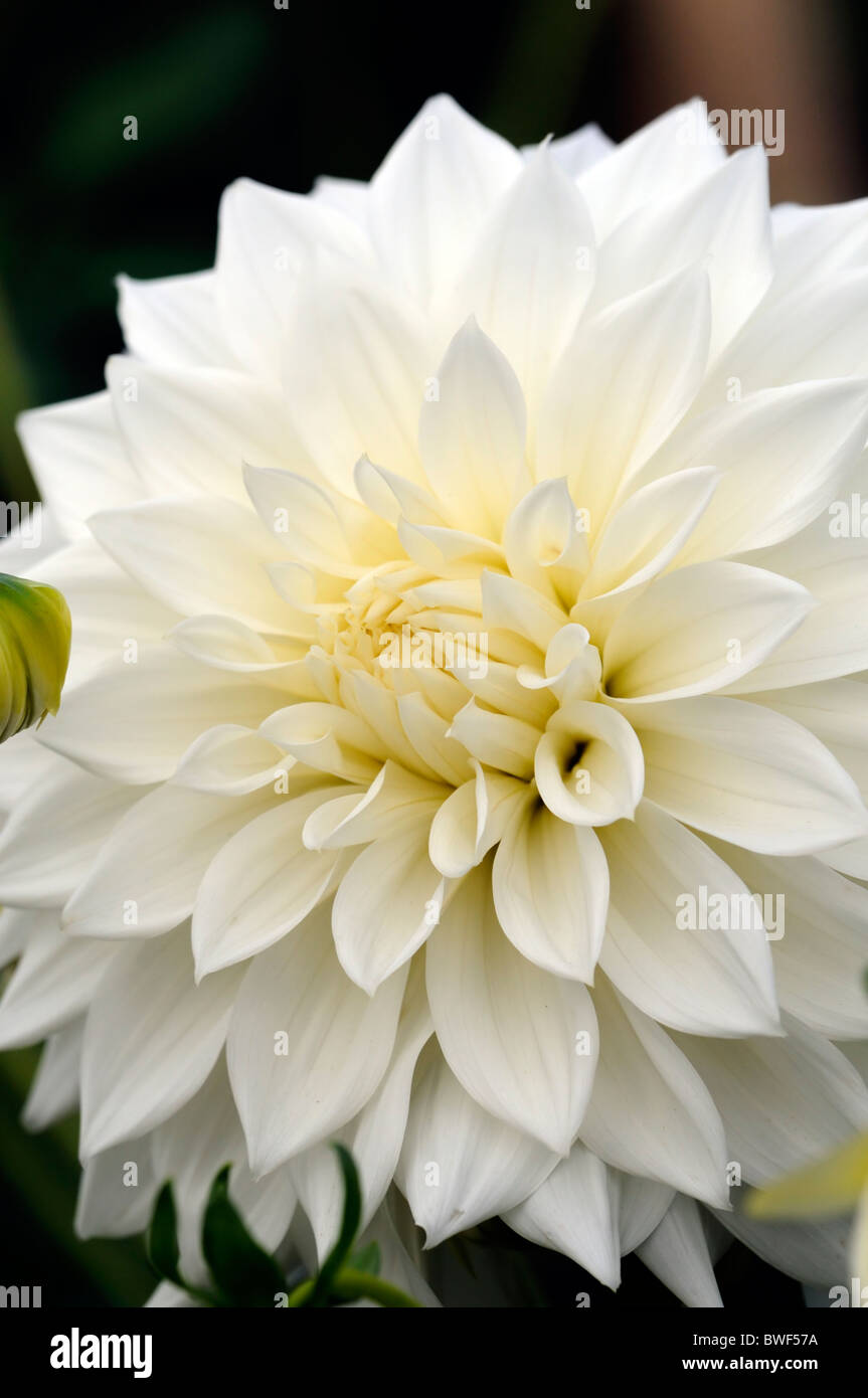 Dahlie Evelyn fördern formale dekorative Art Sorte Hybrid weiße Blume Blüte Blüte Farbe Farbe farbig gefärbt Stockfoto