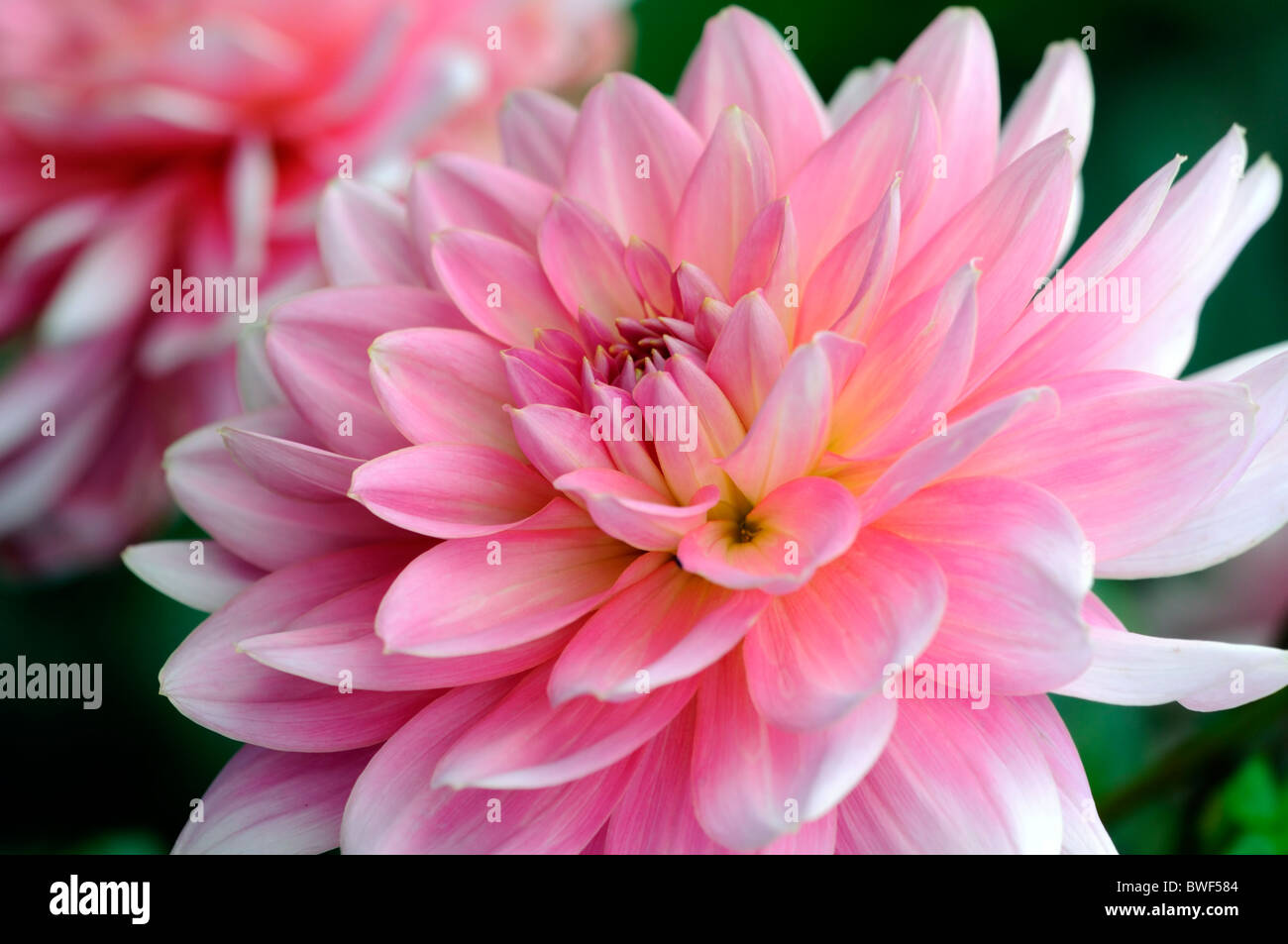 Dahlie Gerrie Hoek Waterlily Typ Vielzahl Hybrid dunkel rosa & Light Pink Blends Farbe Farbe farbig farbig Stockfoto
