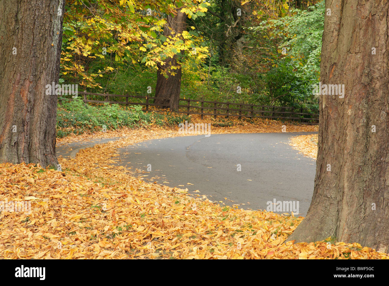 Leere Straße im Herbst, Pollok Public Park, Glasgow, Schottland, Großbritannien Stockfoto