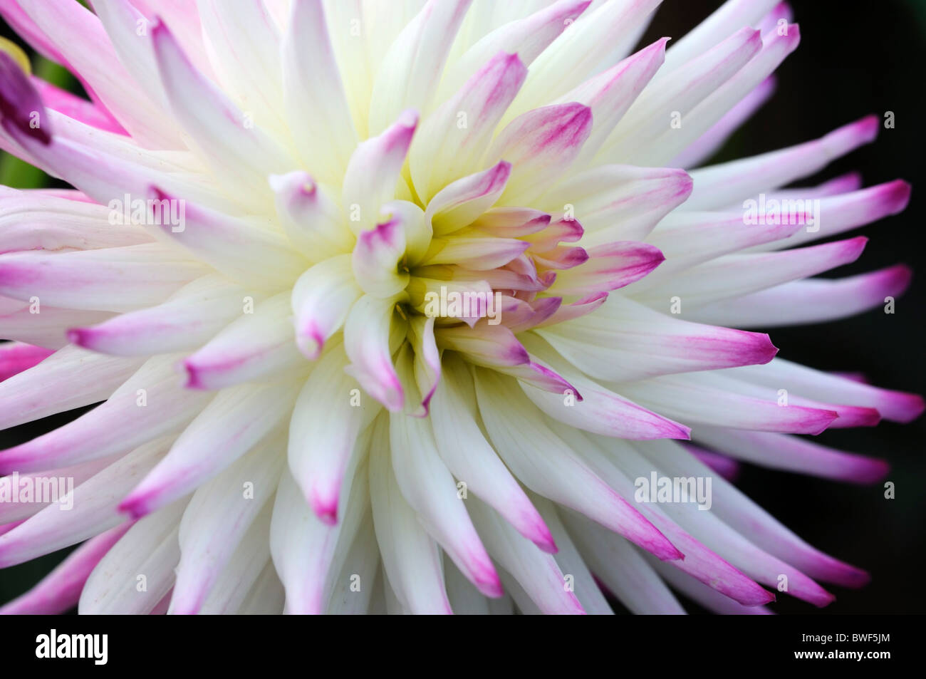 Dahlie veritable halb Kaktus weiß lila Wein violett Bicolor Blume Blüte Blüte mehrjährige Knolle Stockfoto