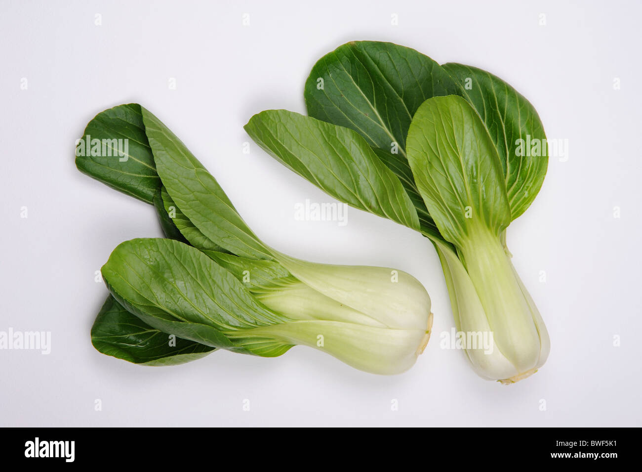 Orientalische Gemüse, Pak choi Stockfoto