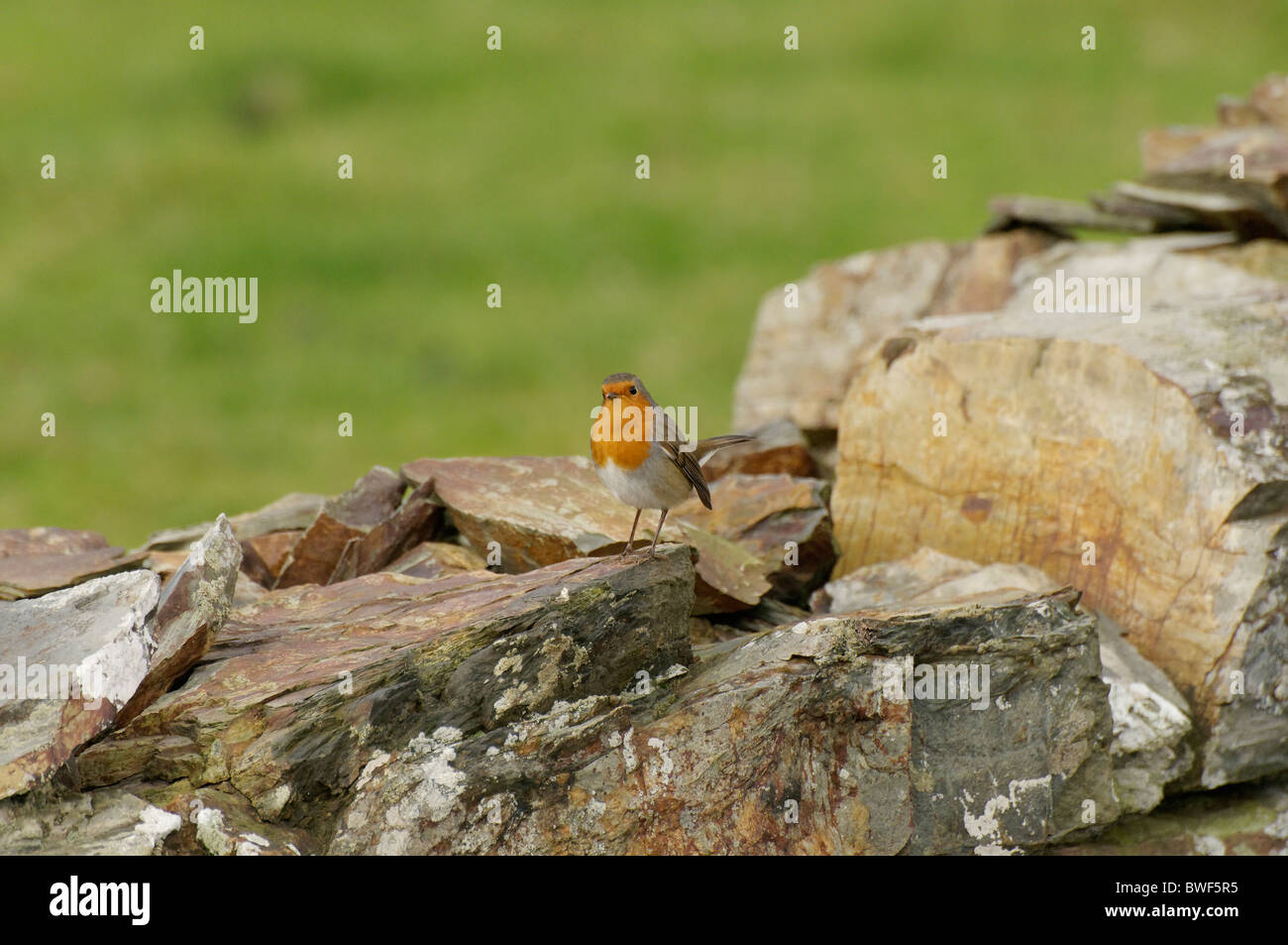 Ein Rotkehlchen Stand auf Trockenmauer Stockfoto