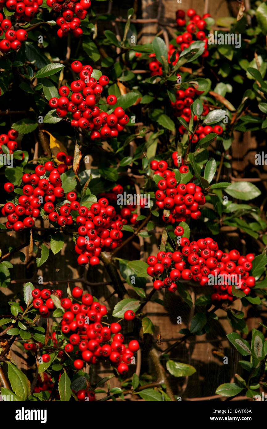 Pyracantha 'Red Column' Strauch mit roten Beeren Stockfoto