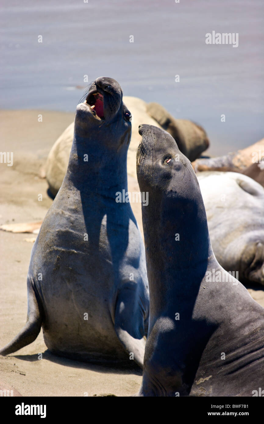 See-Elefanten am Strand Stockfoto