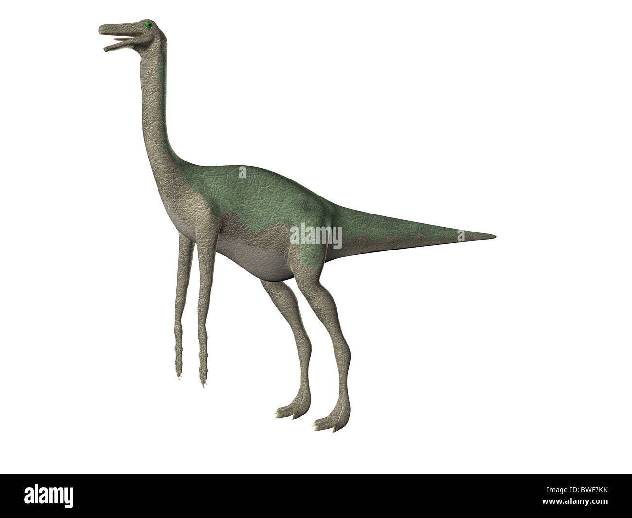 3D Abbildung des Dinosauriers isoliert Gallimimus über weiß Stockfoto