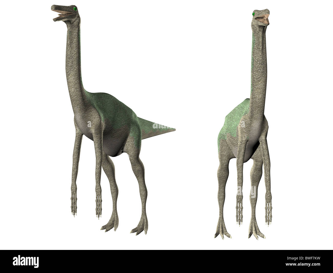 3D Abbildung des Dinosauriers isoliert Gallimimus über weiß Stockfoto