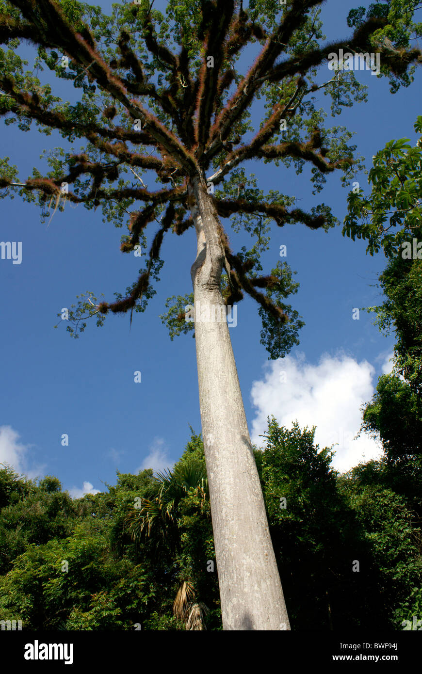 Riesigen Ceiba oder Seide Baumwolle Baum an der Maya Ruinen von Tikal, El Peten, Guatemala. Tikal ist ein UNESCO-Weltkulturerbe. Stockfoto