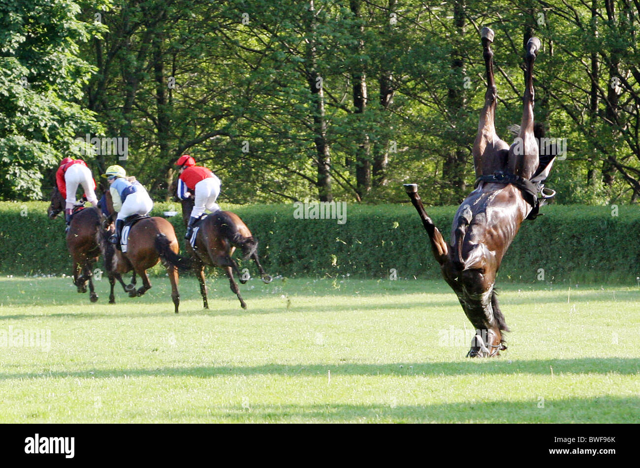 Das Rennpferd Schattenlady in einen Purzelbaum, Hannover, Deutschland Stockfoto