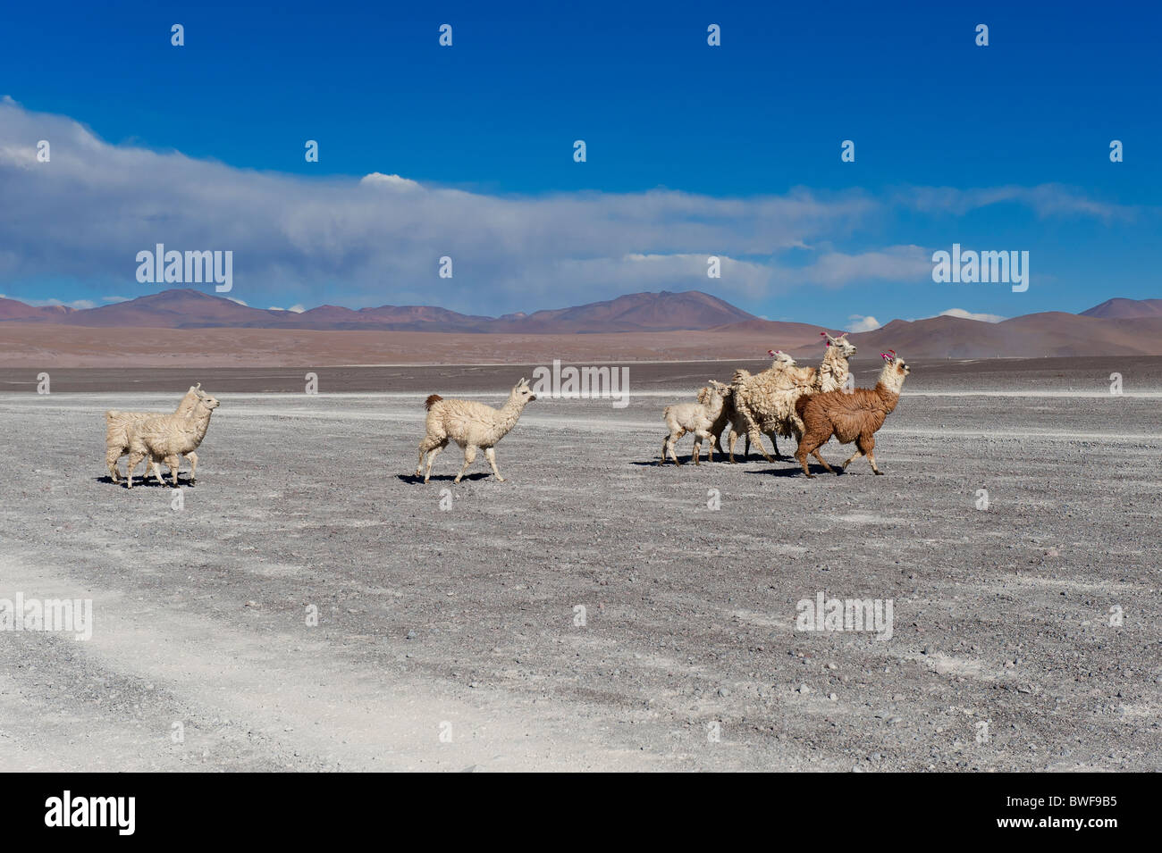 Lamas (Lama Glama), Familie Camelidae, Salar de Uyuni, Potosi, Bolivien Stockfoto