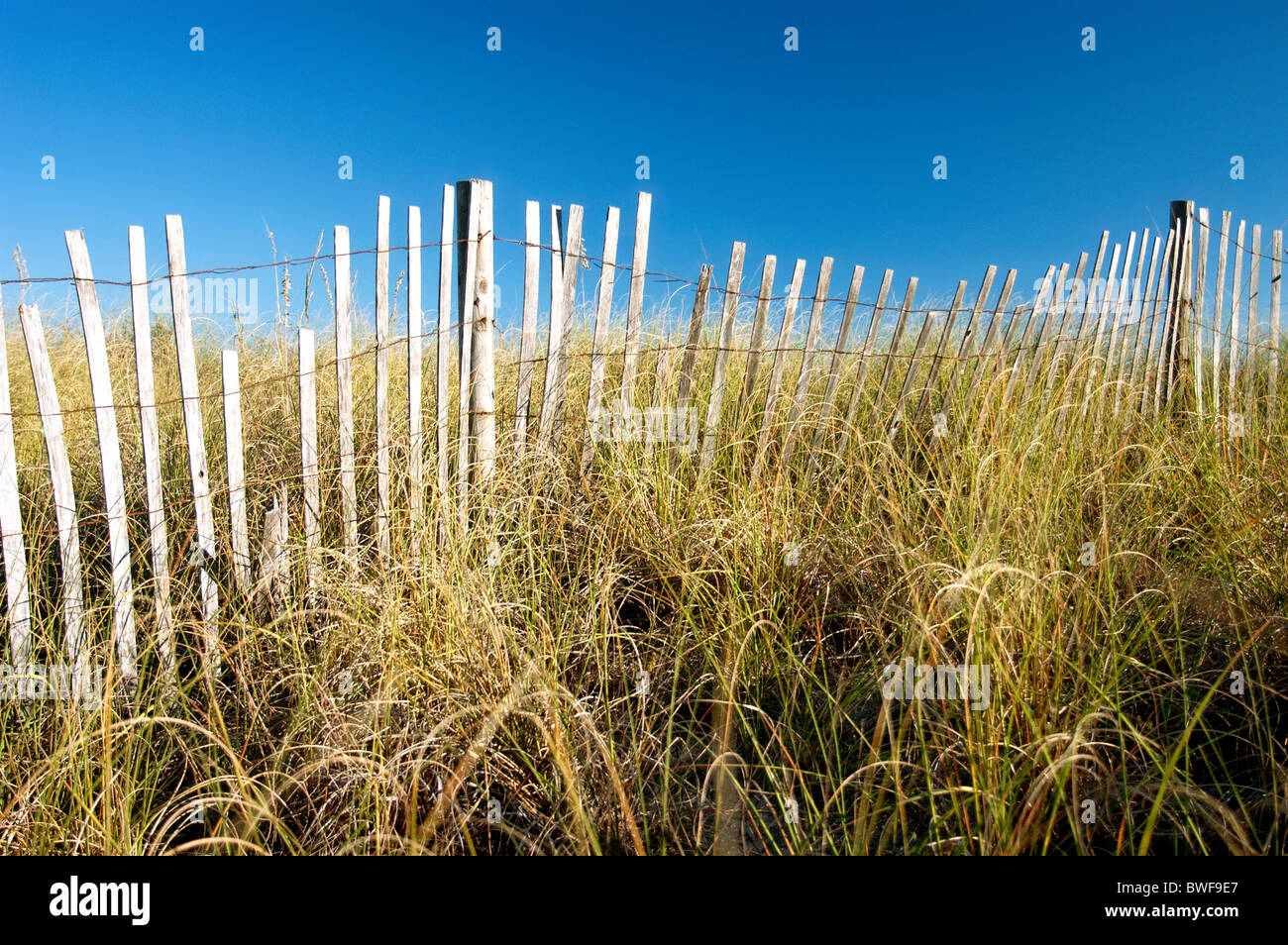 Düne Zaun mit Dünengras. Golfküste, Florida. Stockfoto