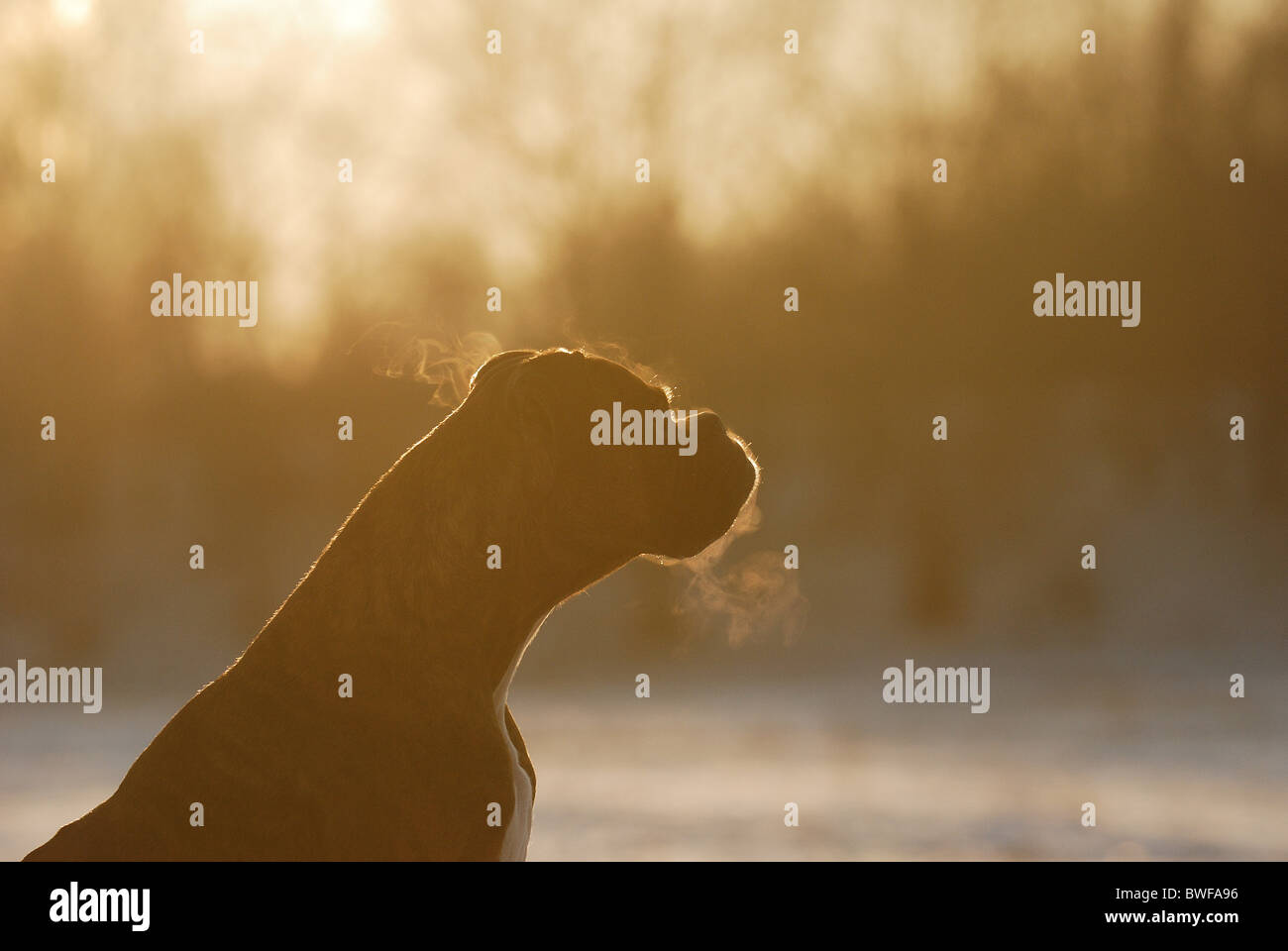 Deutscher Boxer Portrait Stockfoto