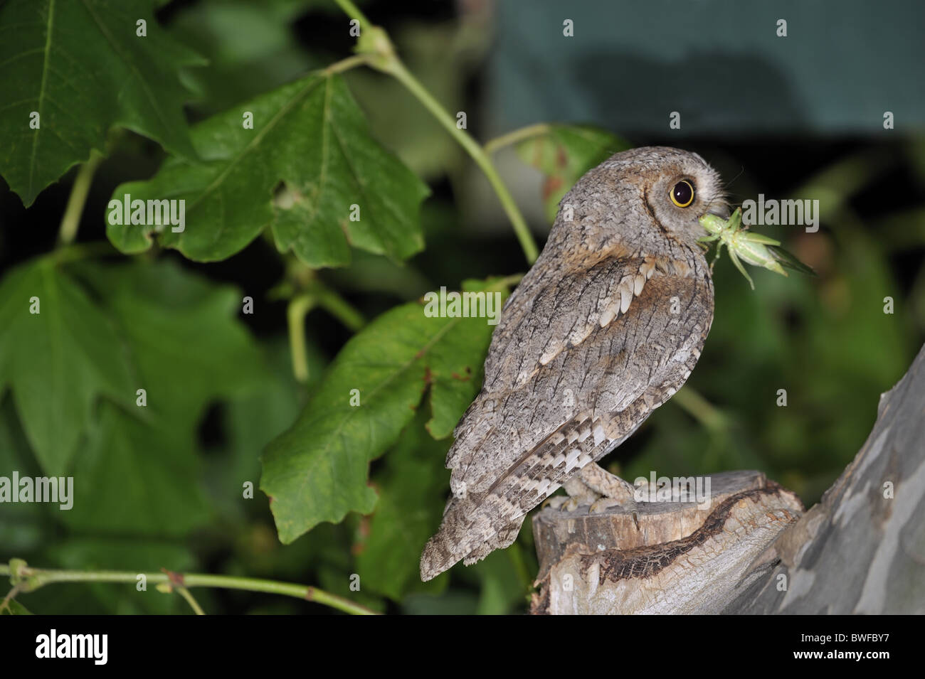 Zwergohreule Eule - eurasischen Zwergohreule Eule - Europäische Zwergohreule Eule (Otus Zwergohreule) bringt Beute für seine jungen warten in einen Nistkasten zu füttern Stockfoto