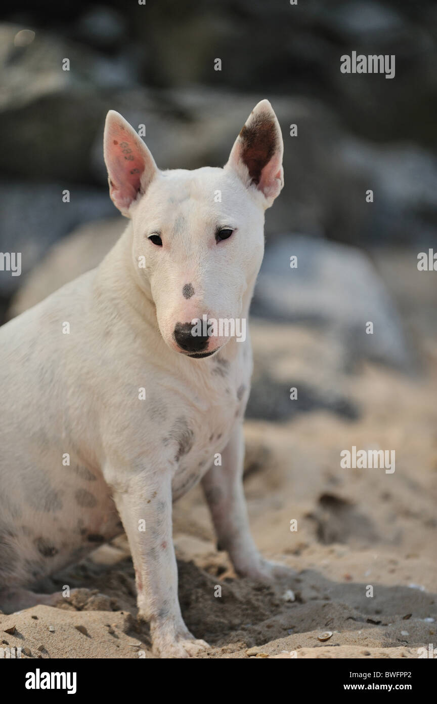 English Bull Terrier Stockfoto