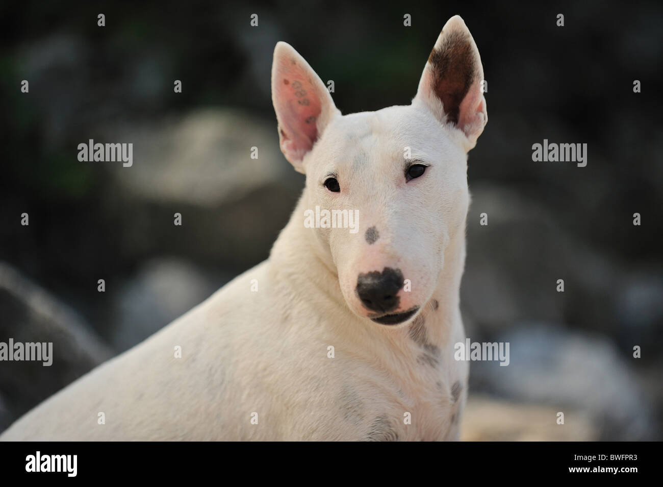 English Bull Terrier Portrait Stockfoto