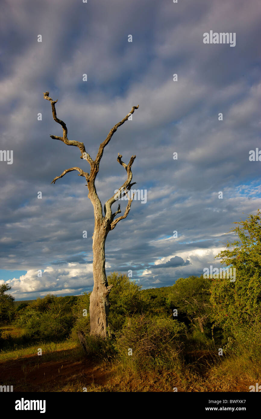 Toter Baum in der dramatischen Landschaft, Kruger National Park, Provinz Mpumalanga, Südafrika Stockfoto
