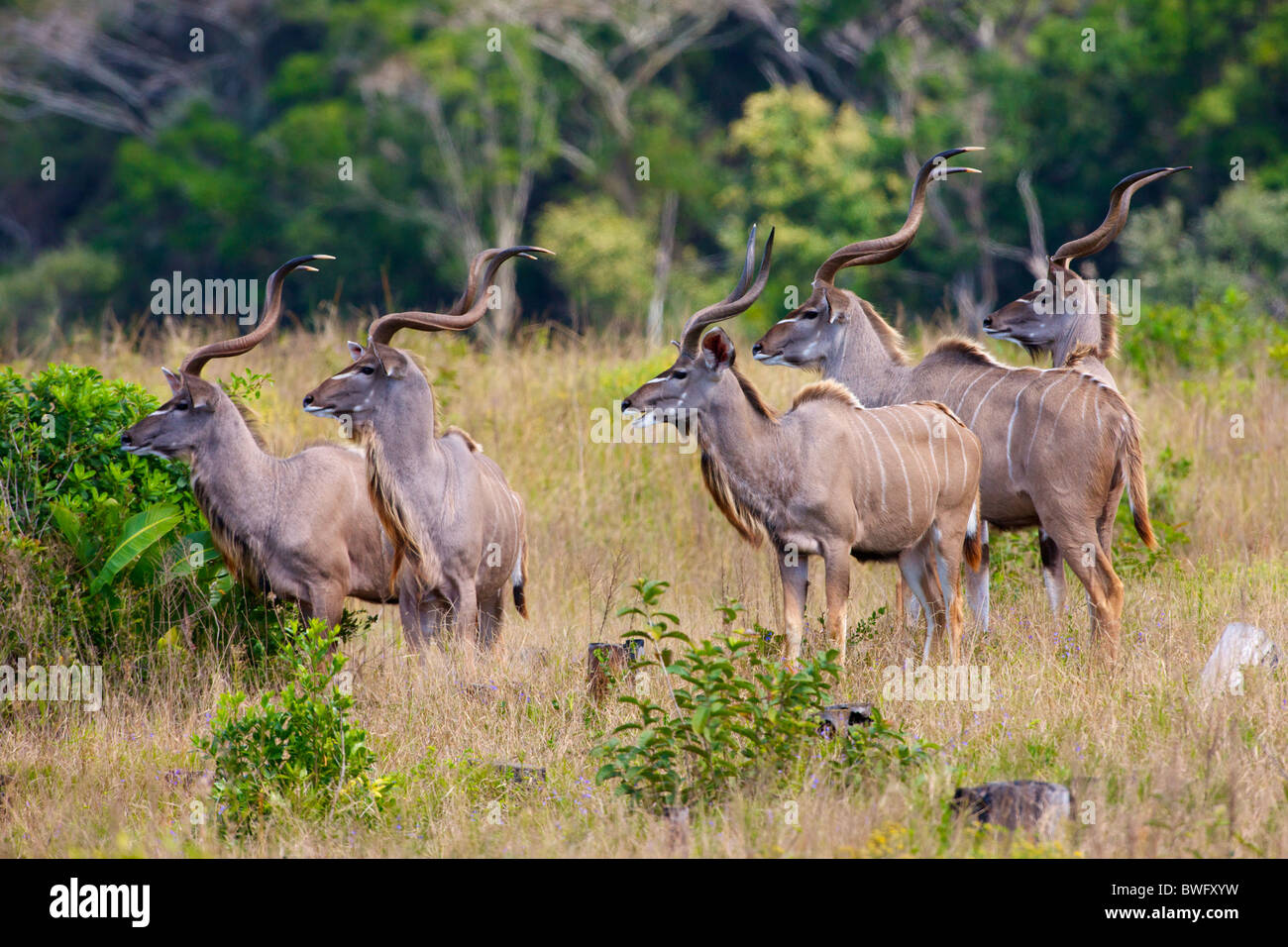 Eine Herde von Kudu, Isimangaliso, Kwazulu-Natal, Südafrika Stockfoto