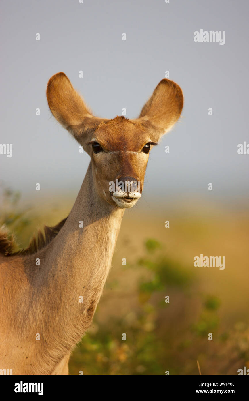 Ein Porträt von einem Kudu, Isimangaliso, Kwazulu-Natal, Südafrika Stockfoto