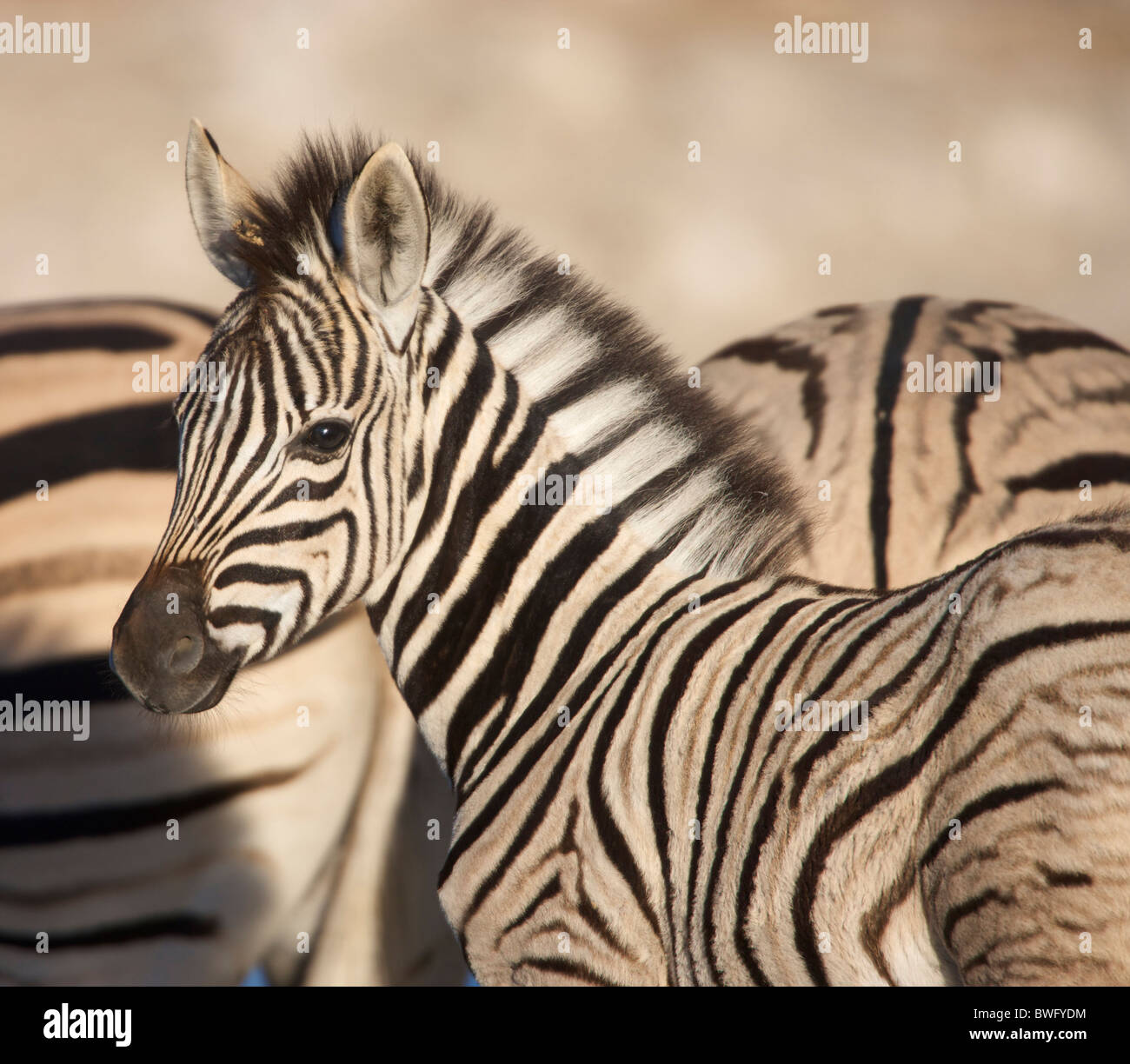 Burchell Zebra (Equus Quagga Burchellii) Fohlen mit Erwachsenen im Hintergrund, Namibia Stockfoto