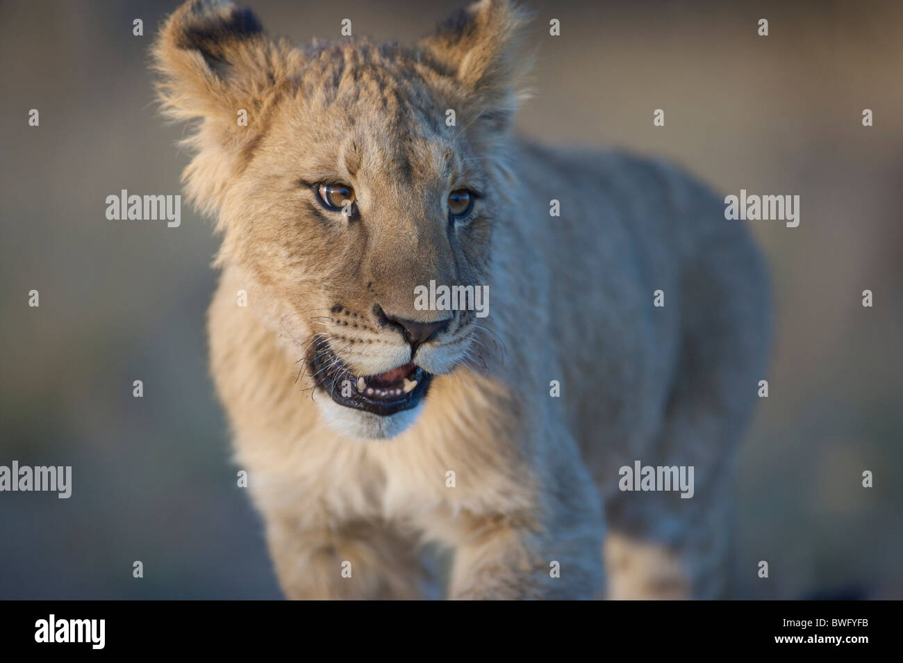 Porträt von Lion Cub (Panthera Leo), Namibia Stockfoto