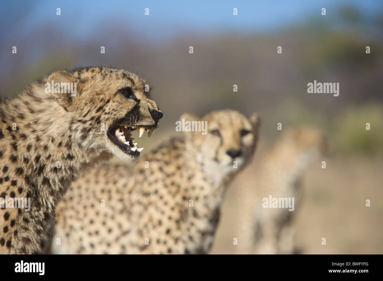 Gepard (Acinonyx Jubatus) knurrend mit anderen im Hintergrund, Namibia Stockfoto