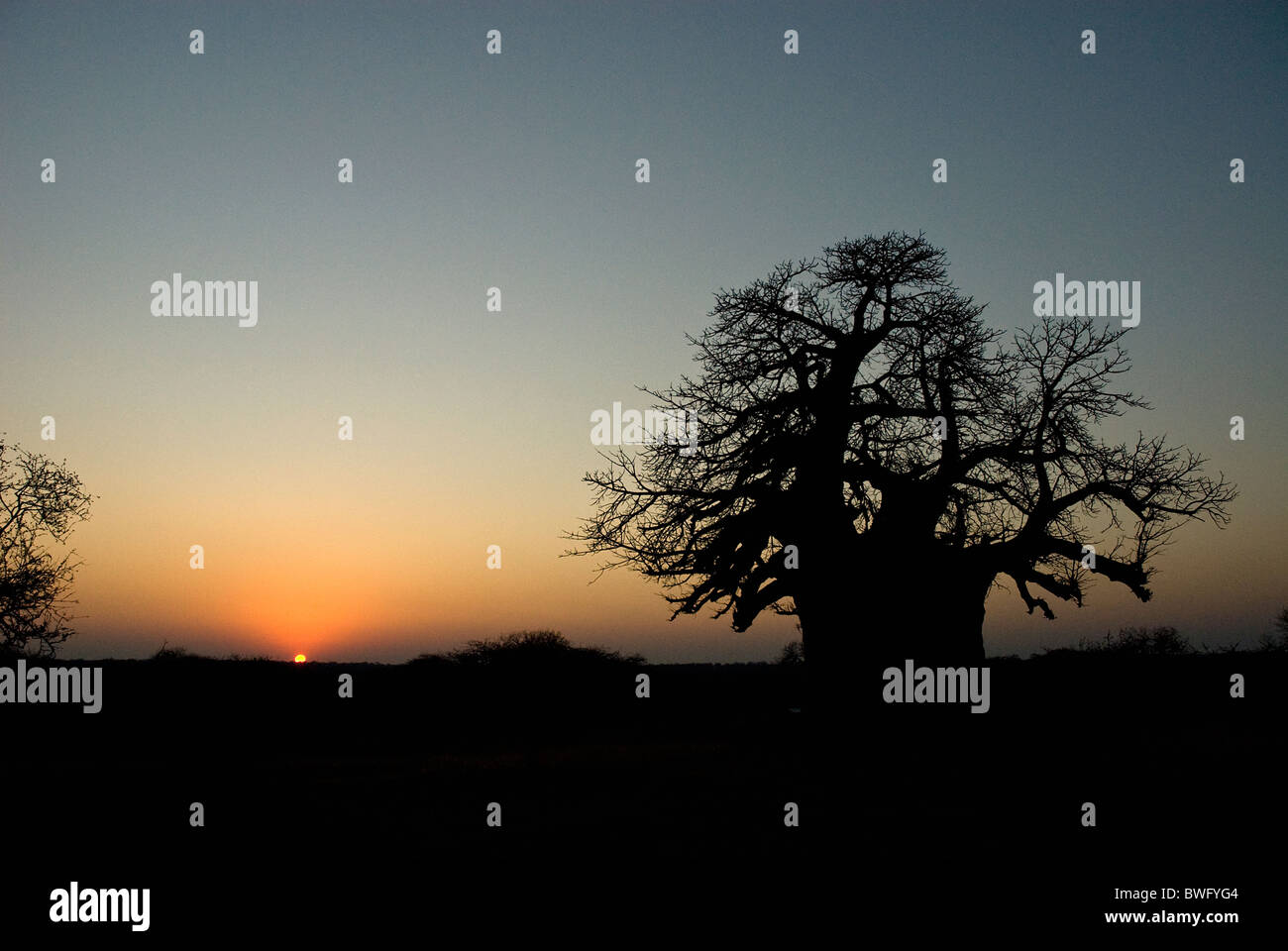 Ein Baobab Baum Affenbrotbäume Digitata ist Silhouette gegen den Sonnenaufgang am Morgen in Timbavati, Limpopo Provinz, Südafrika. Stockfoto