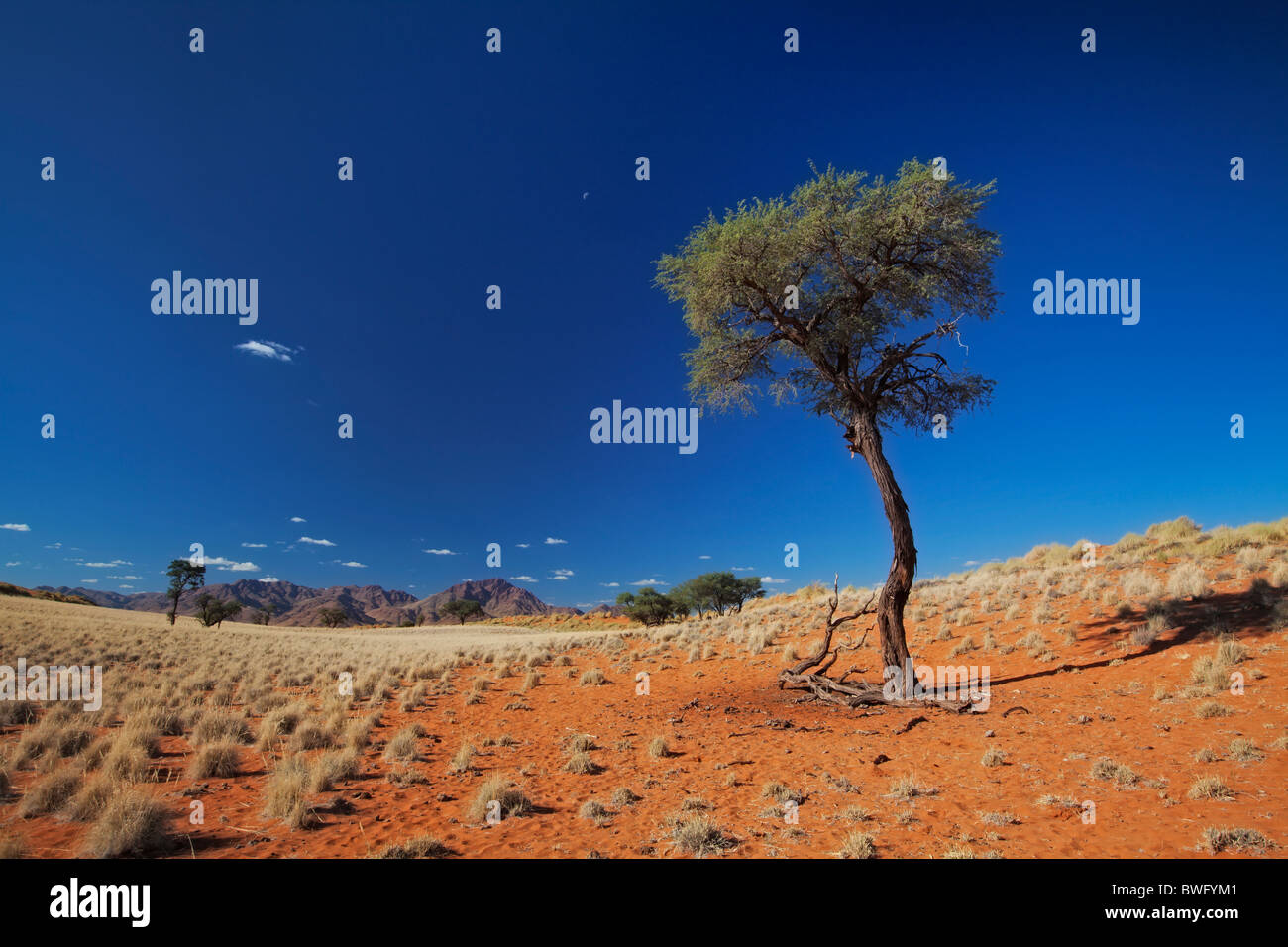 Weiten Blick über einen großen Dornenbaum in den Dünen der Namib Rand. Namib Naukluft Park, Namibia Stockfoto