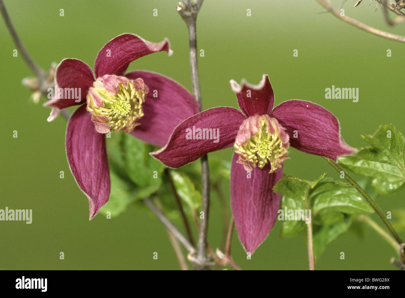 Alpen-Waldrebe (Clematis Alpina), Vielfalt: Bettina, Blumen. Stockfoto