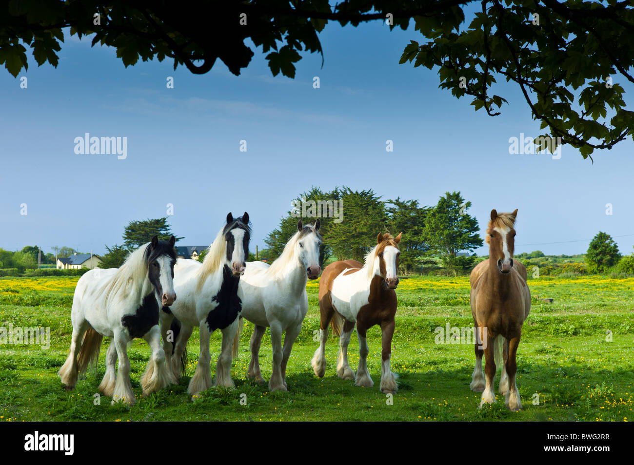 Traditionelle irische lackiert Shire pferde, skewbald und piebald in buttercup Meadow, Irland Stockfoto